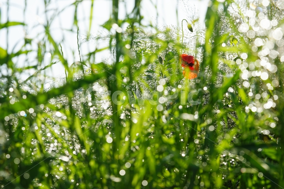 빗방울,비,아침햇살,풀,빛반사,식물,자연,plants,nature,휴식,힐링,rest,relaxation,healing
