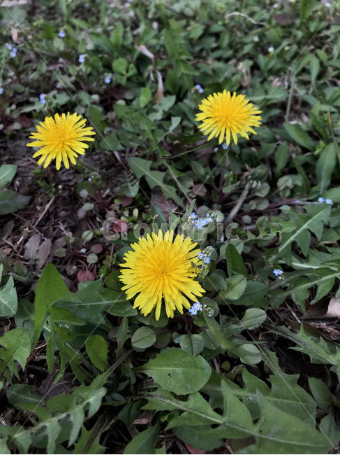 민들레,봄,꽃,식물,들꽃,작은꽃,노란색꽃,싹튼,계절,봄꽃,탄생,spring,vitality,생명력,식물,자연,plants,nature,꽃,flower