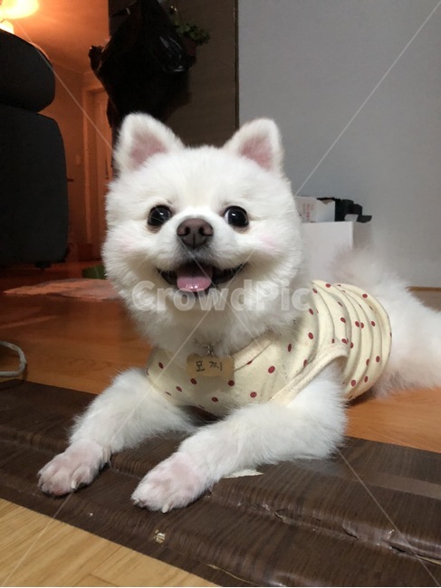 강아지,반려견,애완견,미소천사,행복,개,멍멍이,댕댕이,큐티,모찌,찹쌀떡,동물,animal,포유류,mammal,개,강아지,dog,doggy