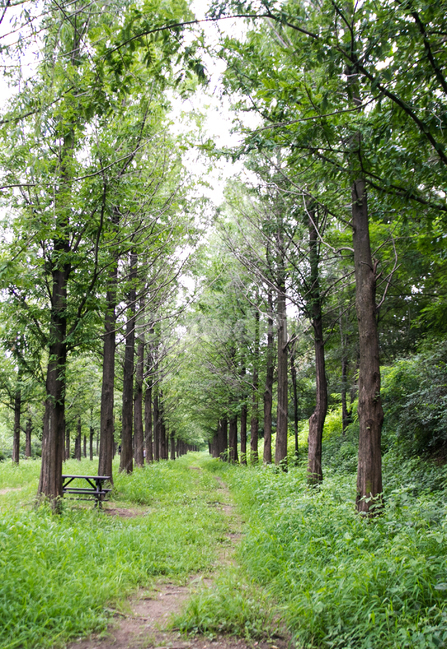메타세콰이어숲,울창한,숲,여름,나무,자연,풍경,nature,landscape,tree,plant,식물,outdoors,옥외,forest,woodland,삼림지,land,땅,vegetation,초목