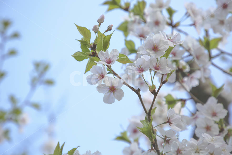 벚꽃,봄,꽃,하늘,나무,분홍,봄,계절,spring,season,식물,자연,plants,nature,꽃,flower,plant,blossom
