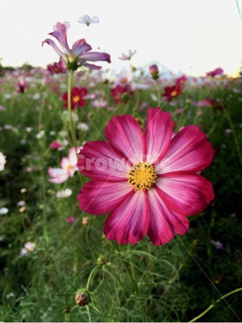 가을,코스모스,한강,한강공원,공원,cosmos,autumn,가을,계절,fall,autumn,season,식물,자연,plants,nature,꽃,flower,plant,blossom,geranium,제라늄,petal,꽃잎
