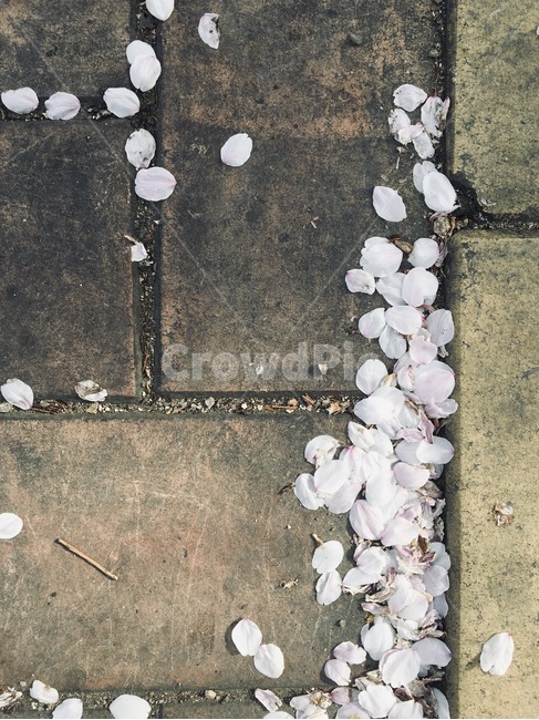 벚꽃,꽃잎,떨어진꽃잎,바닥,봄,꽃,spring,flower,cherryblossom,blossom,식물,plant