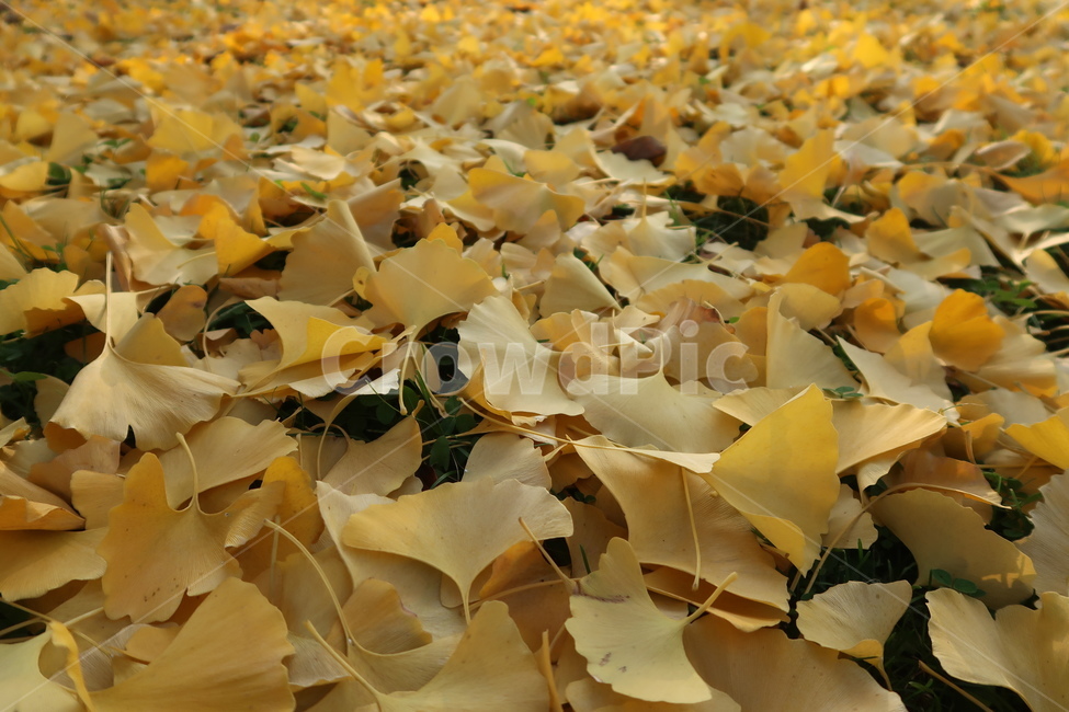 은행잎,은행,노랑,자연,가을,가을길,plant,식물,잎,leaf,가을,계절,fall,autumn,season