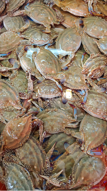 꽃게,수산물,게,갑각류,키토산,어패류,해물,먹거리,음식,푸드,seafood,food,국산,토종,우리것,수산시장,어시장,해산물,식자재,식재료,동물,해양생물,배경,바탕,백그라운드,animal,무척추동물,싱싱한,신선한,fresh,수산물,해산물,fishery products,seafood