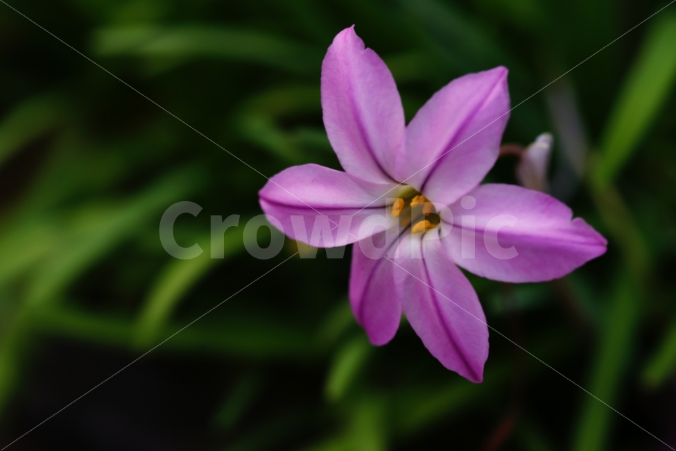 꽃,들꽃,분홍색,한송이,식물,식물,자연,plants,nature,꽃,flower