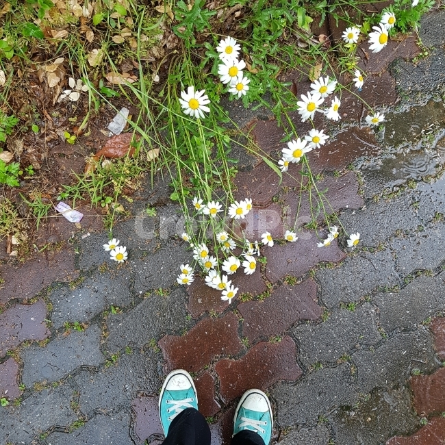 꽃,flower,비,신발,땅,길,장마,여름,summer,캔버스,국화,풀,흙,운동화,습기,축축함,민트,식물,자연,plants,nature,꽃,flower