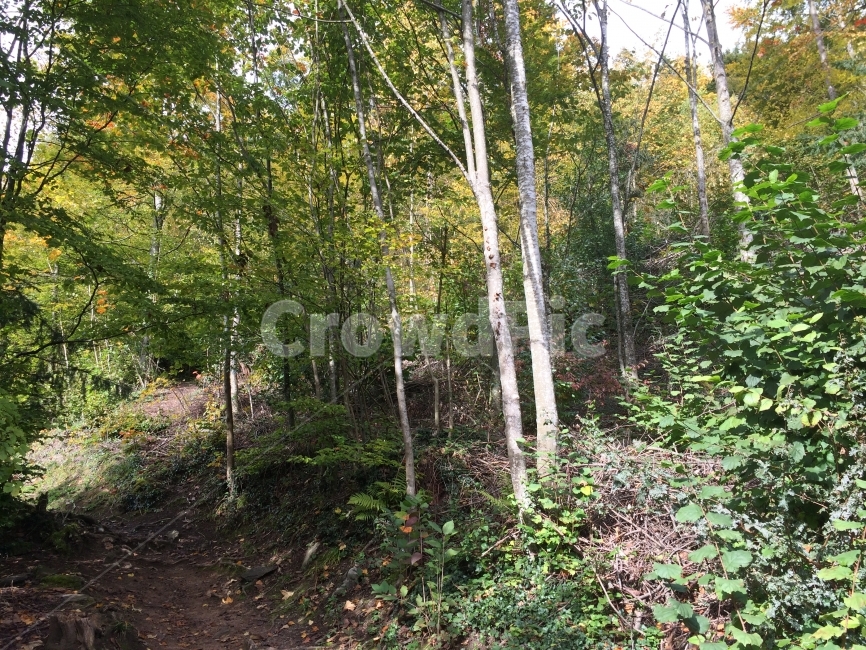 나무,숲,자작나무,산,산길,자연,tree,forest,birch,wood,mountain,식물,자연,plants,nature,나무,trees,wood