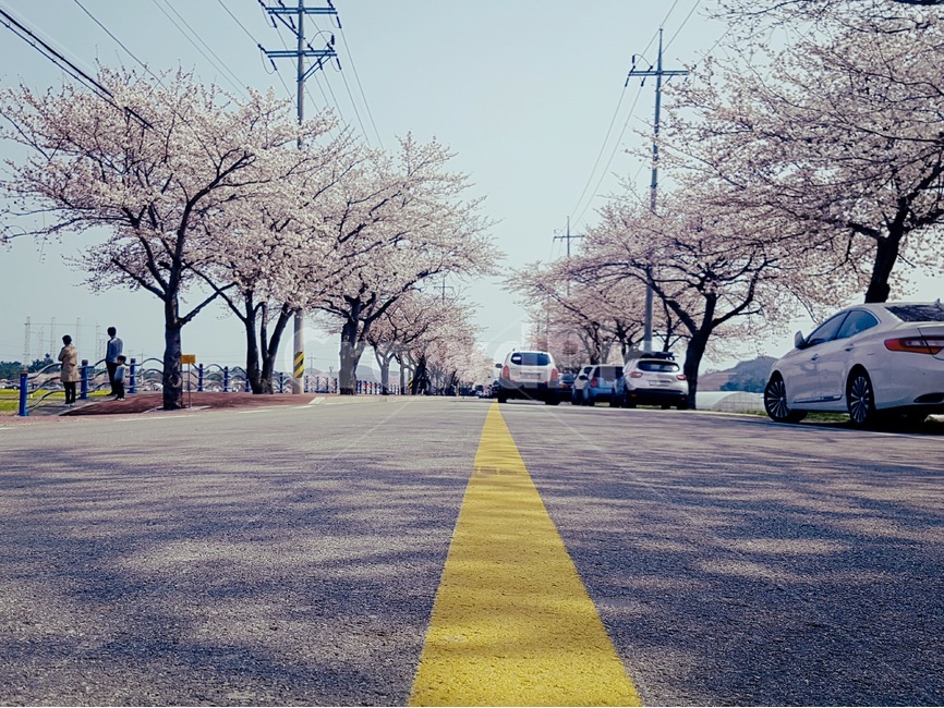asphalt,아스팔트,tarmac,human,person,교통,차량,꽃,벚꽃