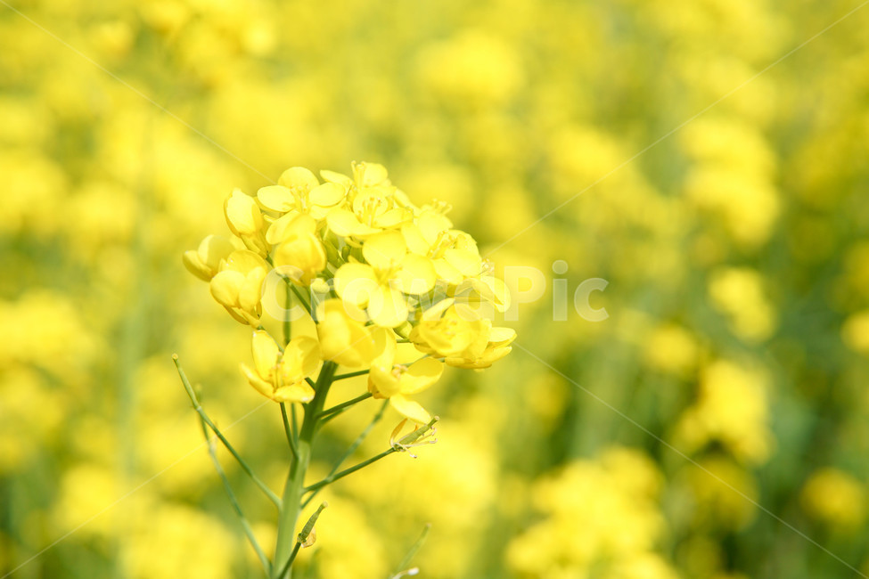 유채꽃,꽃밭,꽃,봄,노란색,노란꽃,자연,공원,spring,flower,yellow,landscape,flowers,bocke,outfocus,photo,rapeblossoms,snap,park