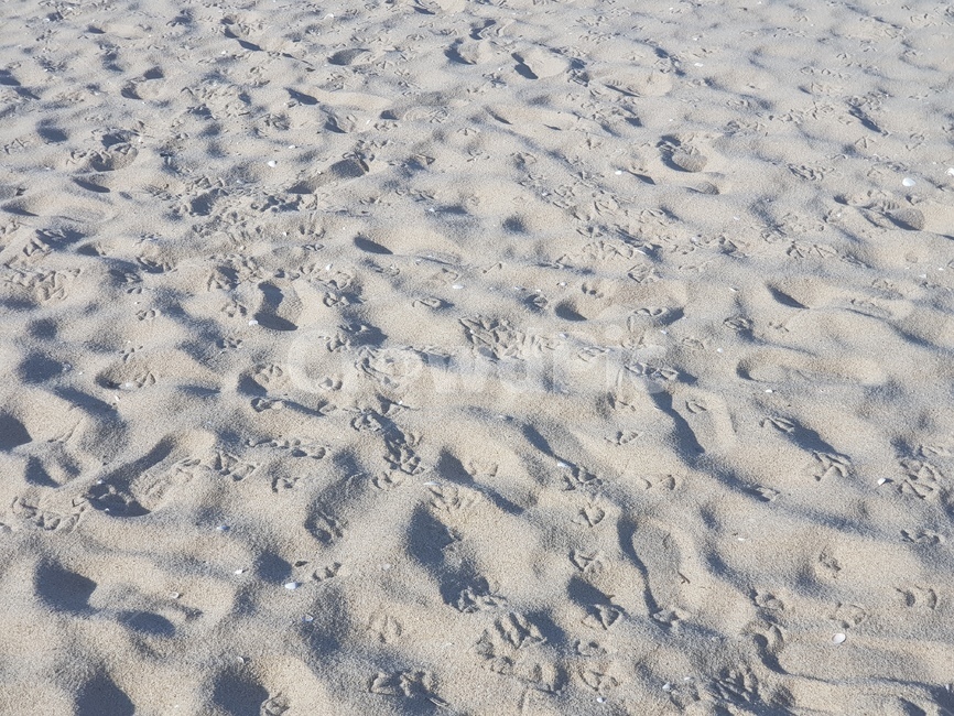 갈매기,발자국,해변,모래사장,물결,sandybeach,wave,footprints,beach,birds,seagull,gull,trace,grit,sand