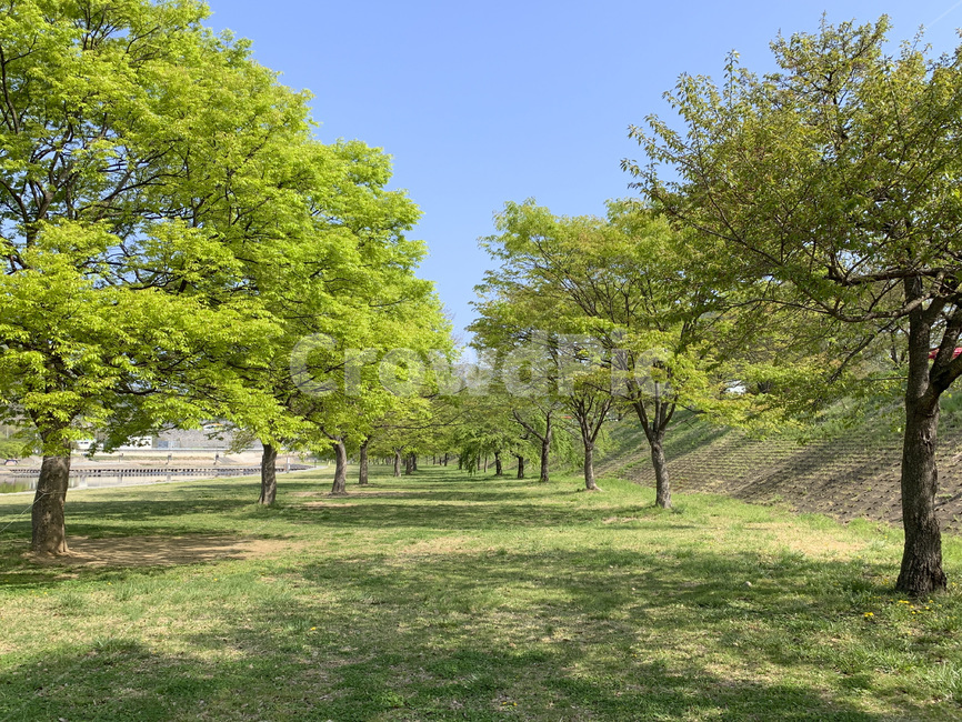 초록,초여름,푸름,5월,싱그러움,green,fresh,나무,녹색,tree,야영지,acampingground