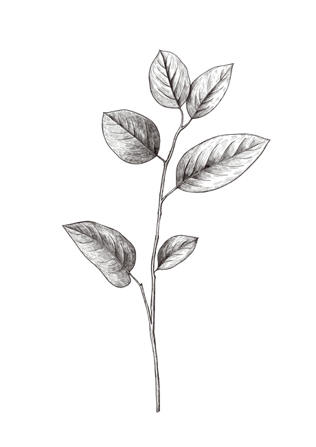 leaf,잎,plant,식물,보태니컬,보타니컬,보태닉,나뭇잎,자연물,자연,식물,자연,plants,nature,그래픽,일러스트레이션,graphic,illustration