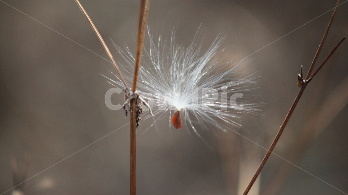 박주가리,씨앗,종자,식물,seed,식물,자연,plants,nature