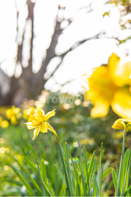 수선화,꽃,노란색,봄,감성,식물,자연,plants,nature,꽃,flower