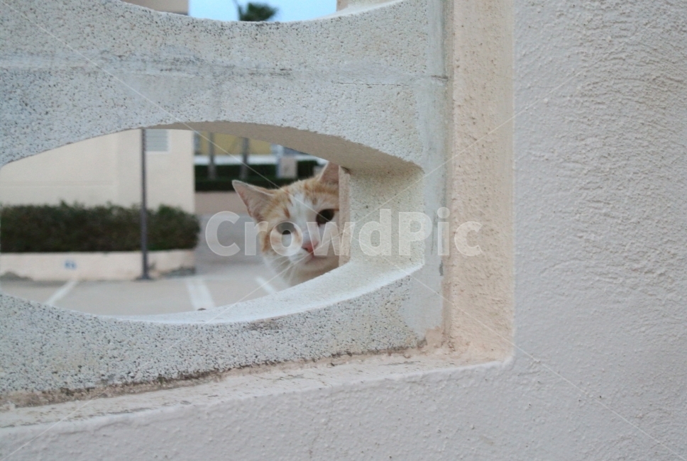 스페인,고양이,동물,길고양이,자연,동물,animal,포유류,mammal,고양이,cat,kitten,kitty