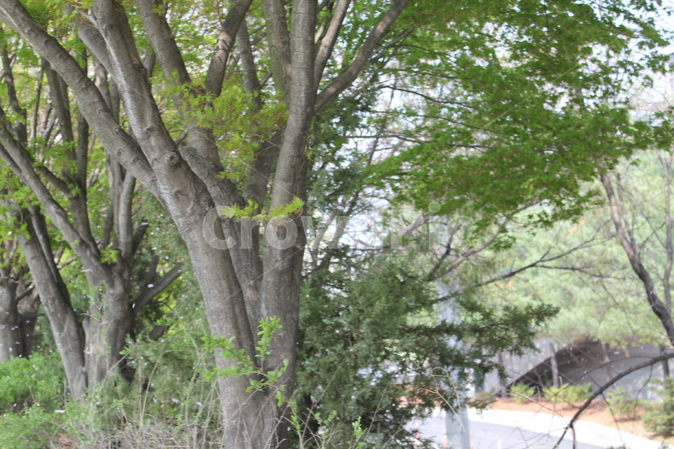 꽃,봄,식물,자연,풍경,자연,풍경,nature,landscape,tree,나무,plant,tree trunk,나무 줄기