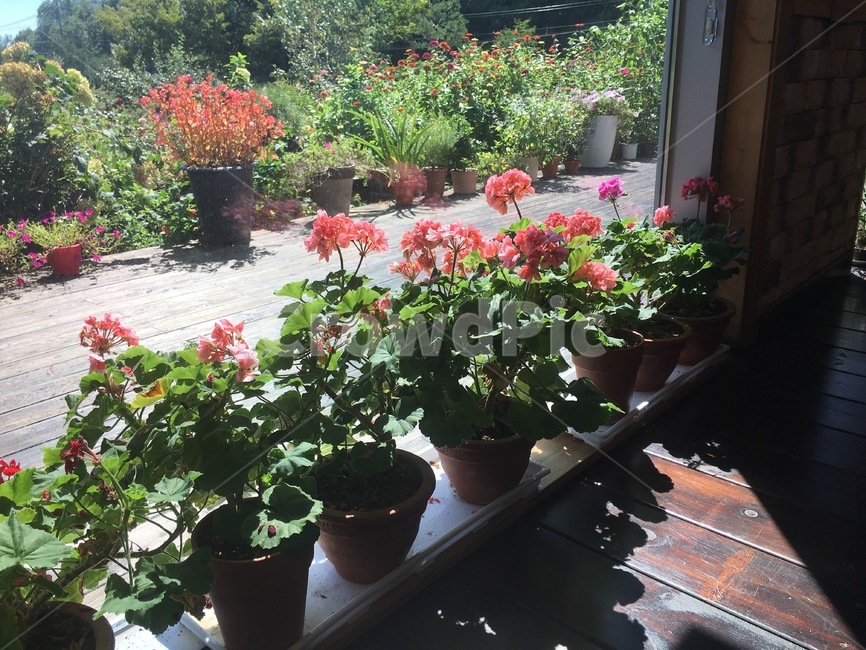 atmosphere,sunlight,pot,interior design,garden,flower