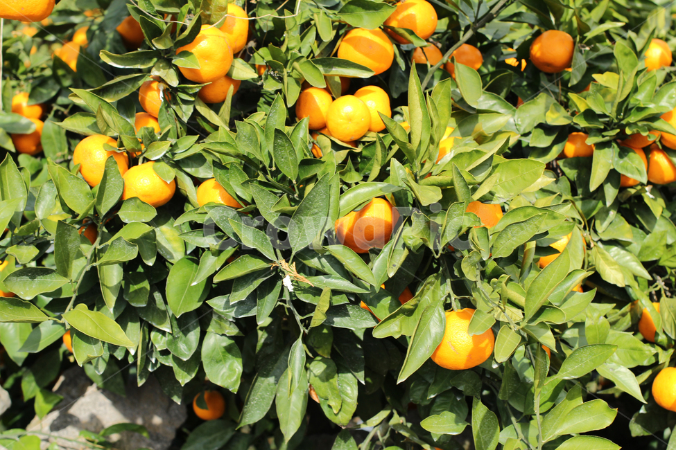 귤,주황색,제주,과일,jeju,tangerine,fruit,orange,과일,열매,fruit