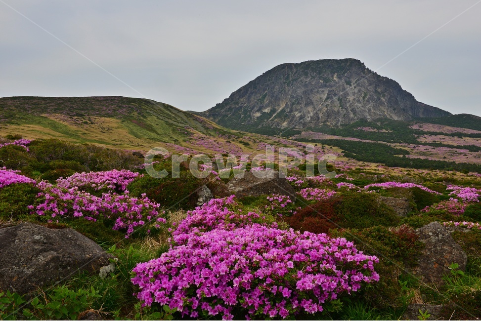 제주,한라산,한라산철쭉,한라산봄,봄,계절,철쭉,철쭉꽃,영실,윗세오름,언덕,plant,식물,nature,자연,outdoors,옥외,경치,경관,풍경,비경,제주비경,제주봄,자연,풍경,nature,landscape