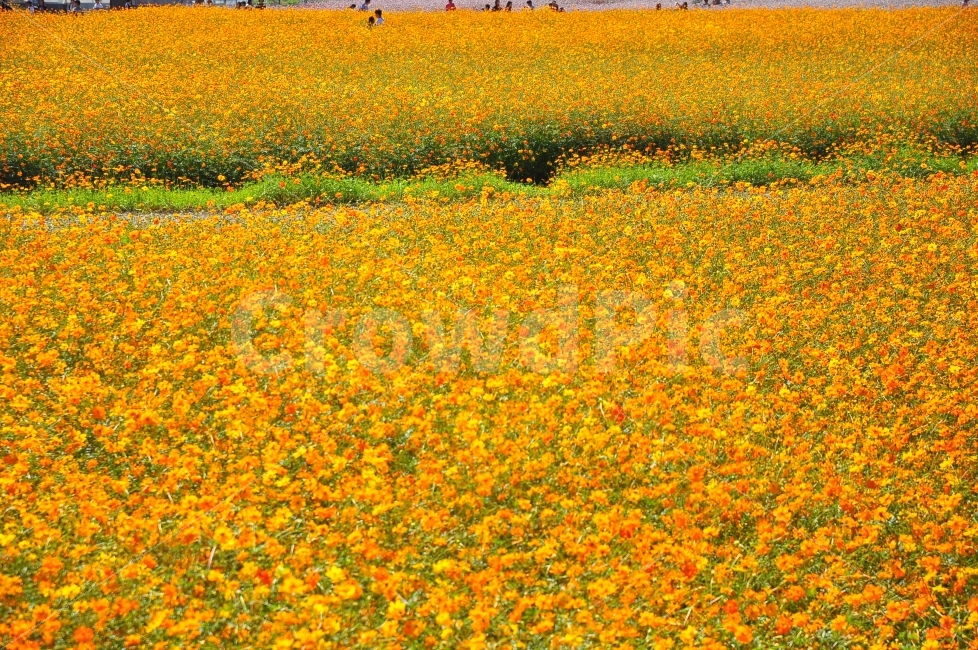 가을,양주,나리공원,꽃밭,주황꽃,주황색,꽃,자연,배경,autumn,park,flowerpark,flowers,orange,nature,background,가을,계절,fall,autumn,season,자연,풍경,nature,landscape,한국자연풍경,한국자연경관,korea nature landscape,field,들,outdoors,옥외,grassland,목초지,farm,농장,meadow,rural,농촌