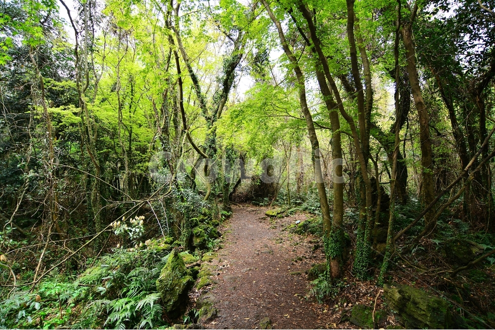 제주,곶자왈,곶자왈도립공원,나무,자연,풍경,nature,landscape,식물,plants,trees,wood,휴식,힐링,rest,relaxation,healing,생태계,산책,트래킹,환상숲,travel,korea,korealandsape,한국,한국풍경,한국자연,자연,풍경,nature,landscape,식물,plants,나무,trees,wood,휴식,힐링,rest,relaxation,healing,path,통로