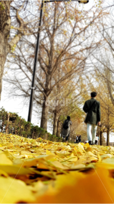 풍경,단풍,가을,landscape,maple,fall,가을,계절,fall,autumn,season,사람들,대중,군중,other people,crowd,vegetation,초목,plant,식물,tree,나무