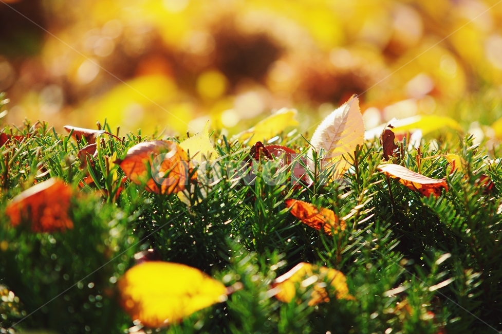 plant,가을,낙엽,단풍,tree,가을,계절,fall,autumn,season,식물