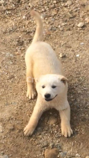 웃음,강아지,미소,애견,사랑,가족,개,동물,animal,포유류,mammal,개,강아지,dog,doggy
