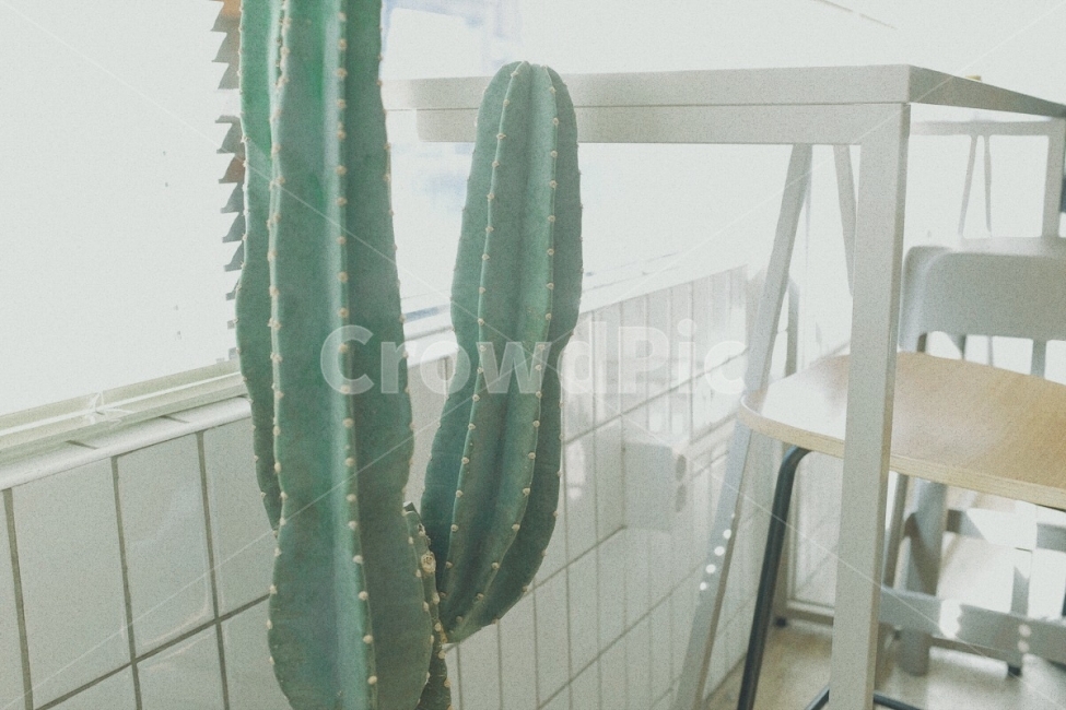 감성사진,카페,선인장,식물,필름,겨울,실내,emotion,cafe,cactus,plant,film,winter,indoor,식물,자연,plants,nature,실내용화초,화분,화초,house plant,감성,sensible,feeling,휴식,힐링,rest,relaxation,healing,인테리어,실내디자인,interior design