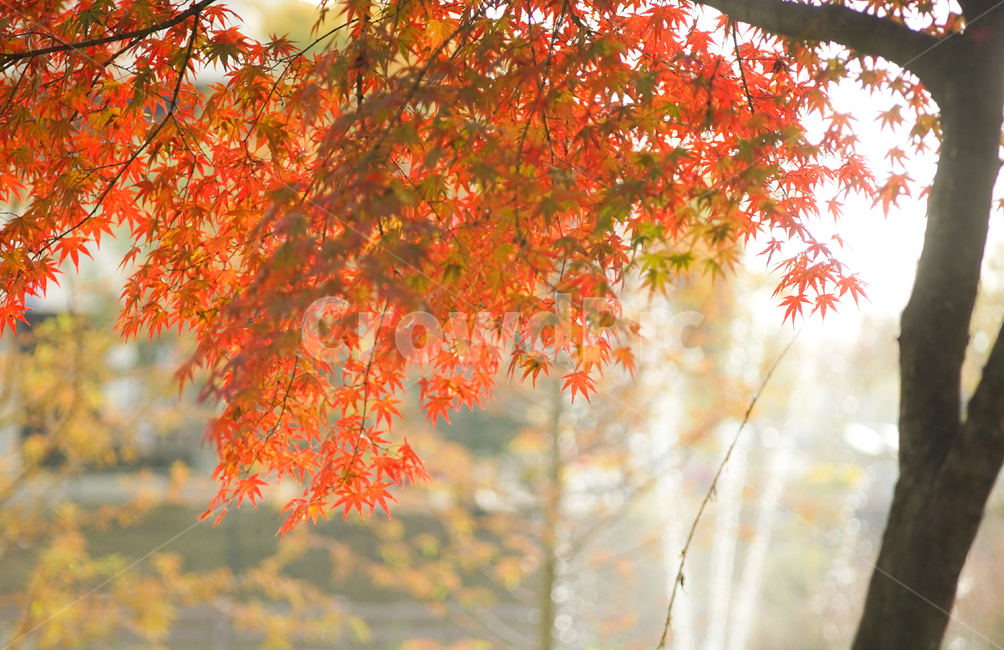 단풍,추색,가을,나무,나뭇잎,잎새,자연,잎,가을,계절,fall,autumn,season,leaf,plant,식물,tree,maple