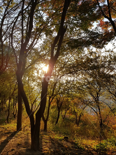 나무,자연,노을,석양,숲,자연,풍경,nature,landscape,light,빛,flare,플레어