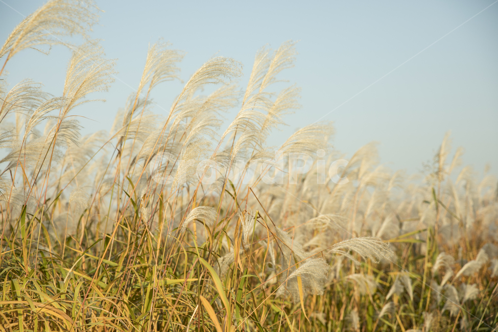 갈대,숲,갈대숲,하늘,하늘과갈대,가을,autumn,fall