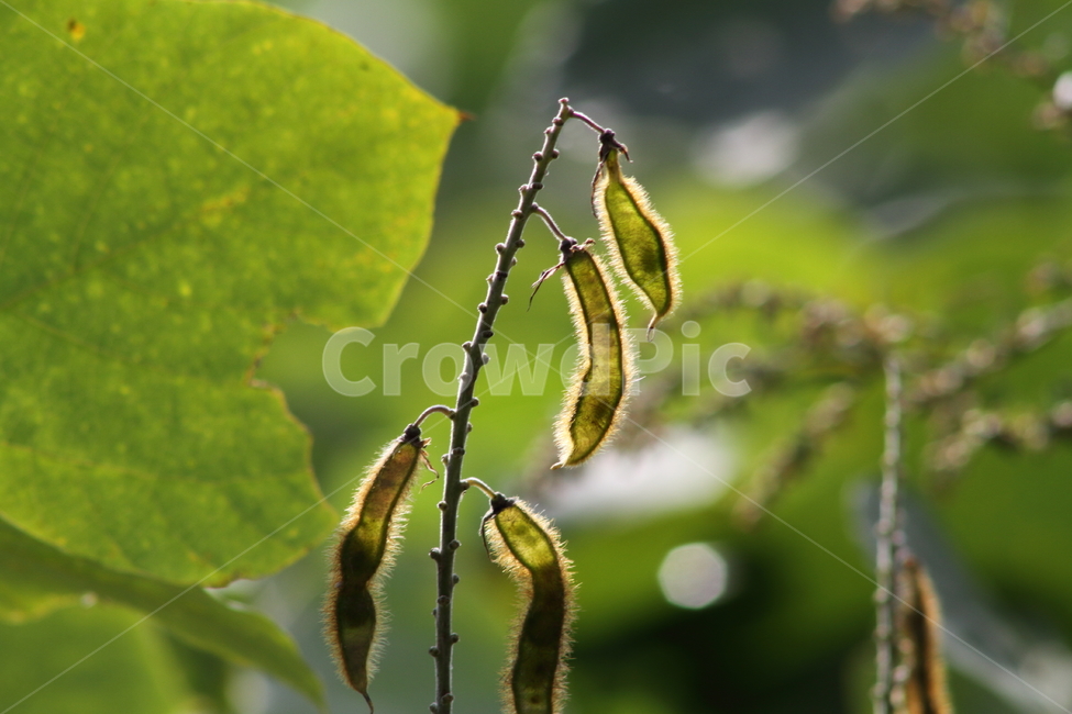 칡,칡종자,번식,식물,kudzuvine,갈곡,식물,자연,plants,nature