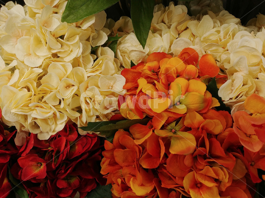 꽃,꽃다발,디스플레이,플라워,배경,바탕,백그라운드,장식,데코레이션,꽃잎,flowers,칼라,color,식물,축하,조화,배경화면,수국