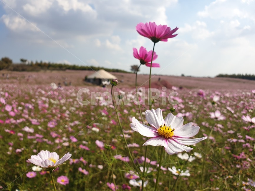 plant,식물,blossom,꽃,flower,코스모스,가을,하늘