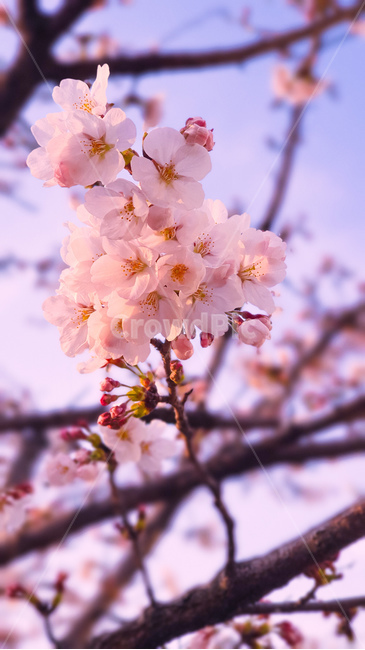 벚꽃,꽃,봄,식물,나무,분홍,plant,blossom,flower,cherryblossom,spring,pink