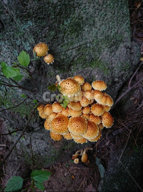 버섯,mushroom,나무,진균류,산,버섯,mushroom