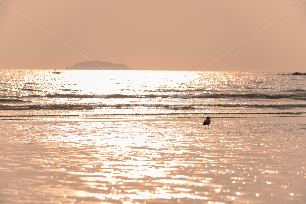 한국,바다,자연,해질녁,풍경,자연,풍경,nature,landscape,해변,바다,beach,sea,동물,animal,조류,새,birds,휴식,힐링,rest,relaxation,healing,bird