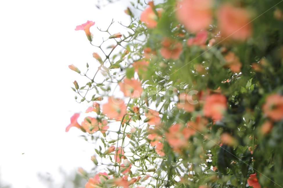 능소화,여름꽃,주황색,꽃,감성,식물,자연,plants,nature,꽃,flower