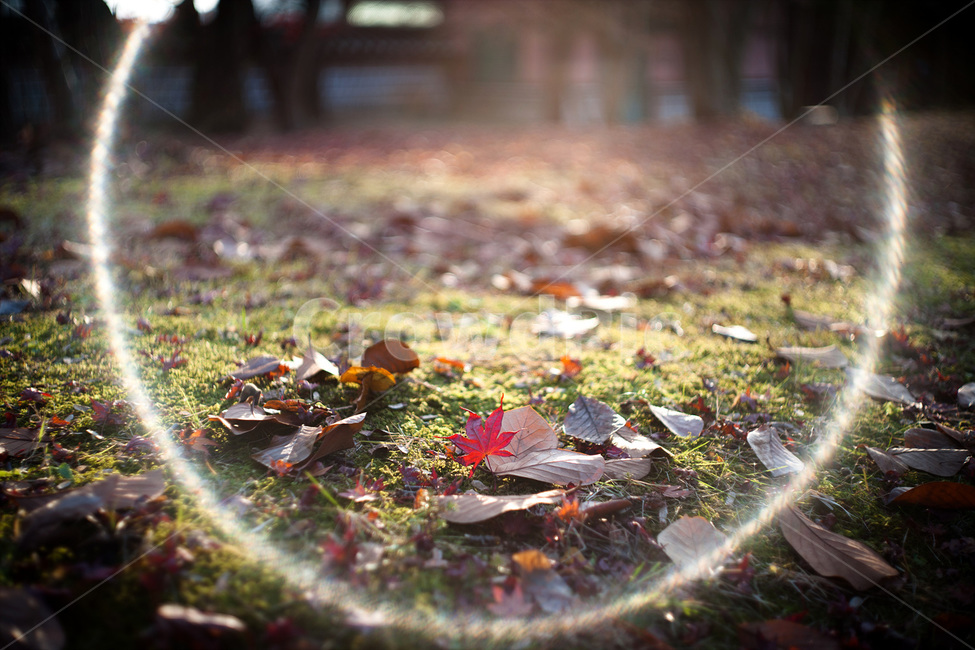 자연풍경,식물,꽃,감성사진,가을,단풍,10월,가을,계절,fall,autumn,season,식물,자연,plants,nature,휴식,힐링,rest,relaxation,healing,leaf,잎,plant,ground,바닥