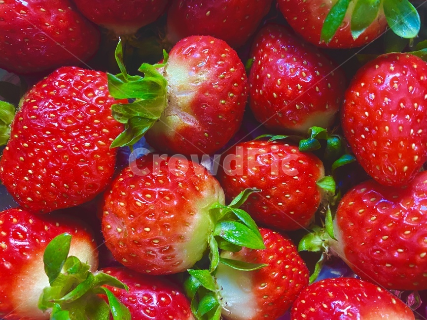 plant,food,fruit,strawberry,식물,과일,딸기,겨울,winter,빨간색,음식