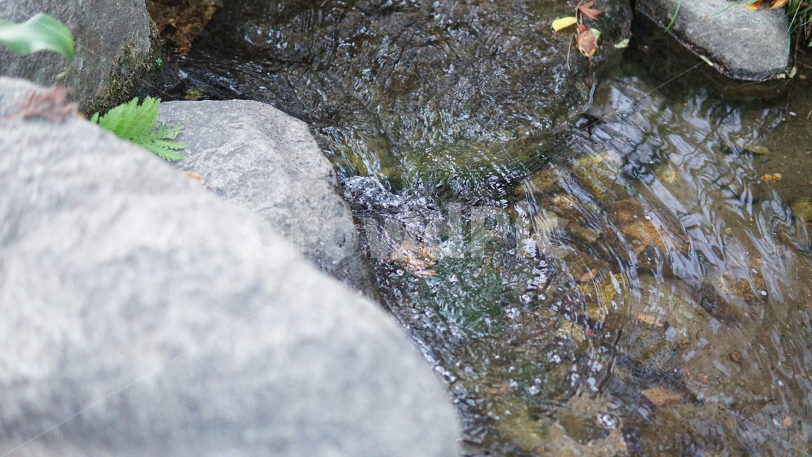 물,계곡,자연,감성,돌,자연,풍경,nature,landscape