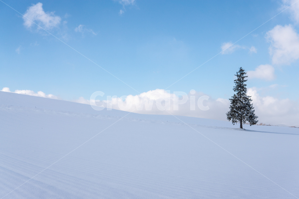 biei,snow,christmas tree,tree,winter,sapporo