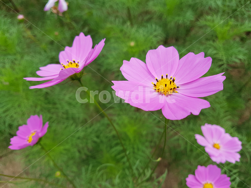 코스모스,꽃,flower,꽃잎,가을,plant,가을,계절,fall,autumn,season,식물,자연,plants,nature,꽃,flower,geranium,제라늄,blossom,petal