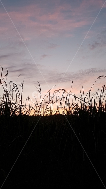 노을,갈대,하늘,석양,일몰,해넘이,일출,해돋이,역광,sunset,sky,자연,풍경,nature,landscape,grass,잔디,plant,식물,lawn,reed