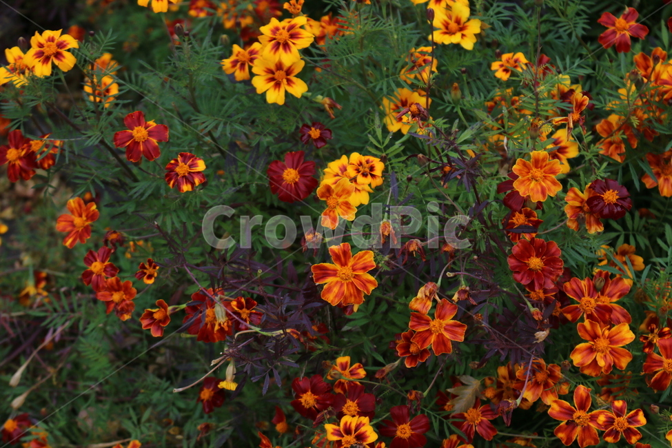 plant,식물,leaf,잎,꽃,flower,garden