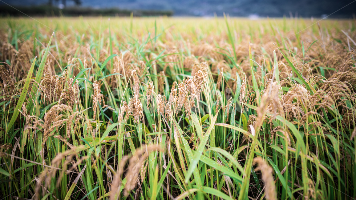 벼,고개숙인벼,논,외떡잎식물,이삭,산업,industry,industrial,농업,농사,agriculture,farming,farming industry