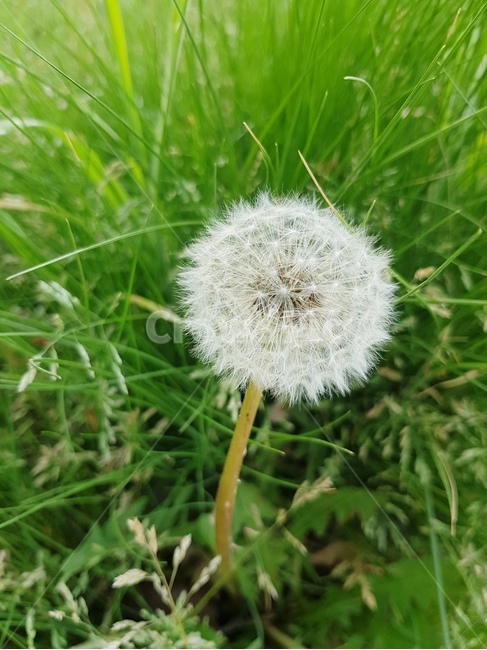 민들레,꽃,식물,봄,flower,식물,자연,plants,nature