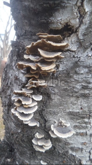 운지,구름버섯,구멍장이버섯과,기와버섯,약용,雲芝,trametesversicolor,버섯,mushroom